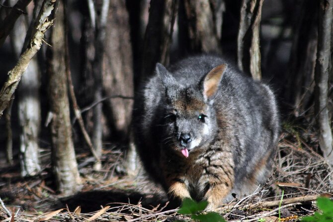 Small Group Kangaroo Island Evening and Night Tour - Pricing and Booking