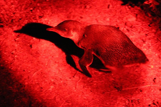 Small Group Kangaroo Island Evening and Night Tour - Inclusions