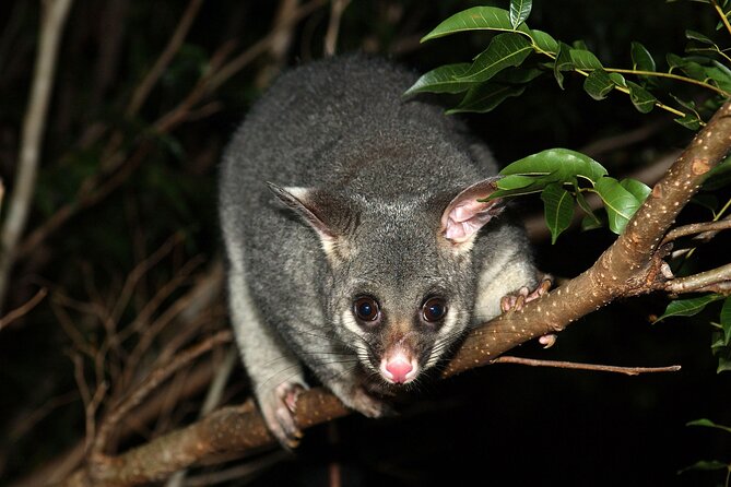 Small Group Kangaroo Island Evening and Night Tour - Additional Information