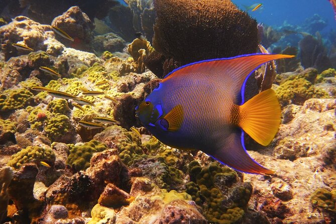 Small Group Key West Snorkel Adventure - Common Questions