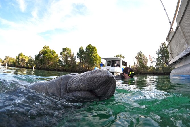 Small Group Manatee Swim Tour With In Water Guide - Tour Highlights