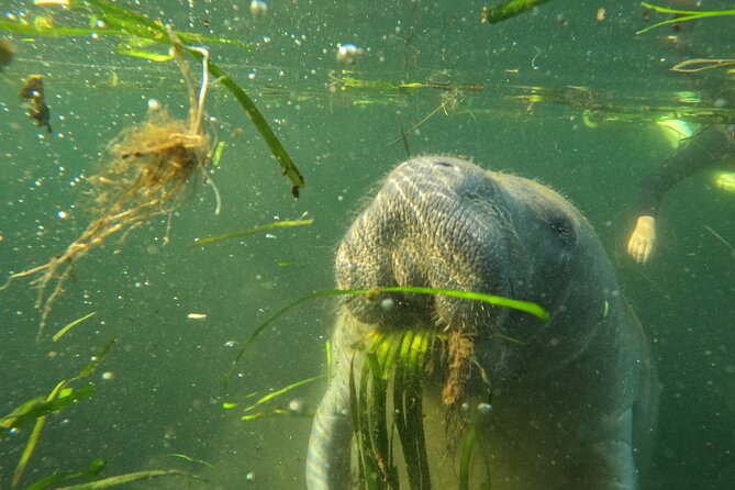 Small Group Manatee Swim Tour With In Water Guide - Additional Activities