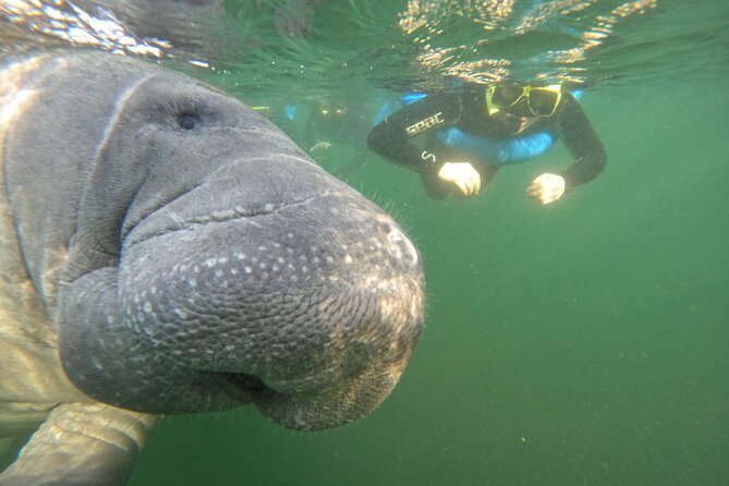 Small Group Manatee Swim Tour With In Water Guide - Customer Reviews