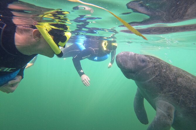 Small Group Manatee Swim Tour With In Water Guide - The Sum Up