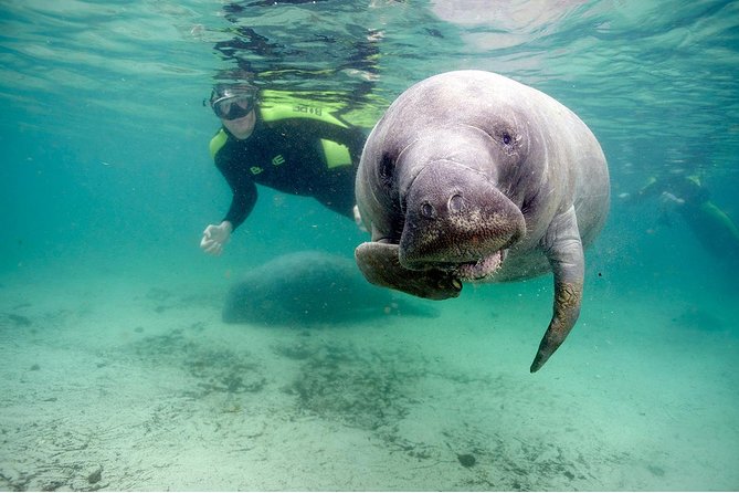Small Group Manatee Tour With In-Water Divemaster/Photographer - Meeting and Pickup Information