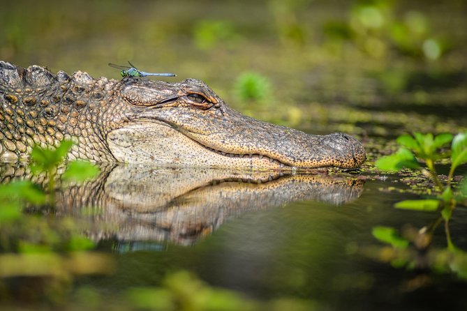 Small-Group Manchac Magic Kayak Swamp Tour With Local Guide - Cancellation Policy