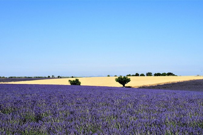 Small Group Marseille Shore Excursion: Lavender Tour - Tour Overview and Details