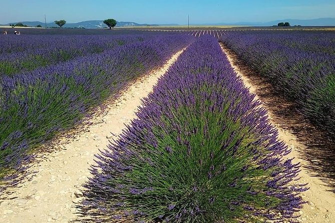 Small Group Marseille Shore Excursion: Lavender Tour - Additional Information
