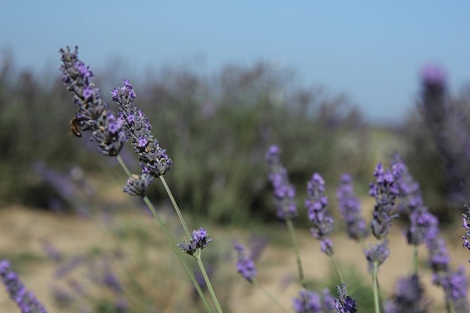 Small Group Marseille Shore Excursion: Lavender Tour - Directions