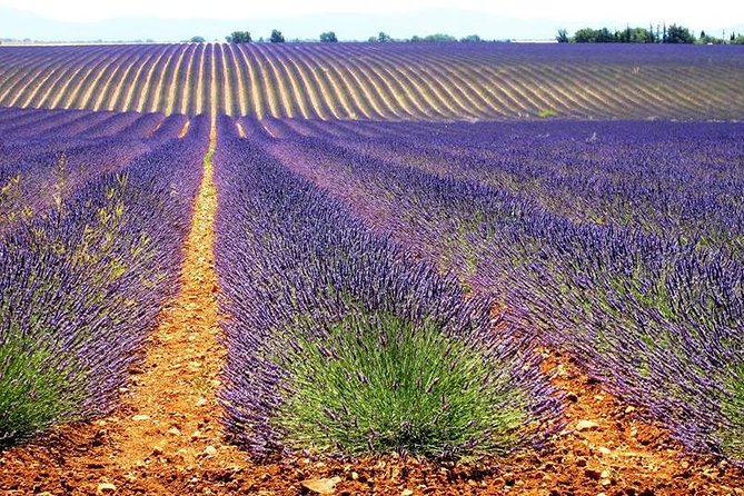 Small Group Marseille Shore Excursion: Lavender Tour - The Sum Up