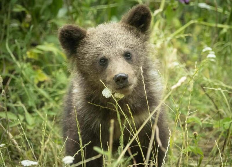 Small group max 7 - Bears Safari on Top Gear -Transfgran - Good To Know