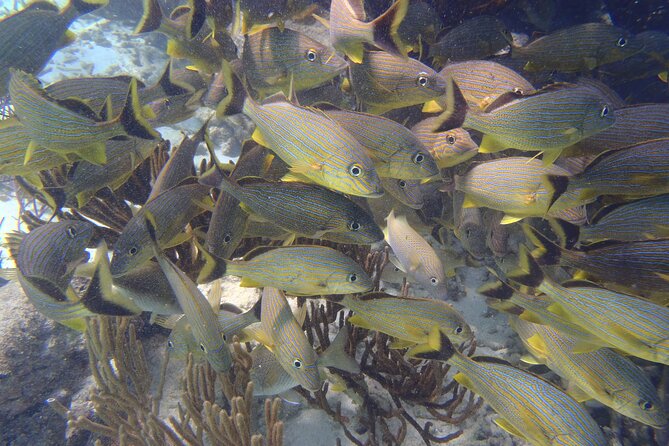 Small-Group Mesoamerican Barrier Reef Snorkeling in Puerto Morelos - The Sum Up