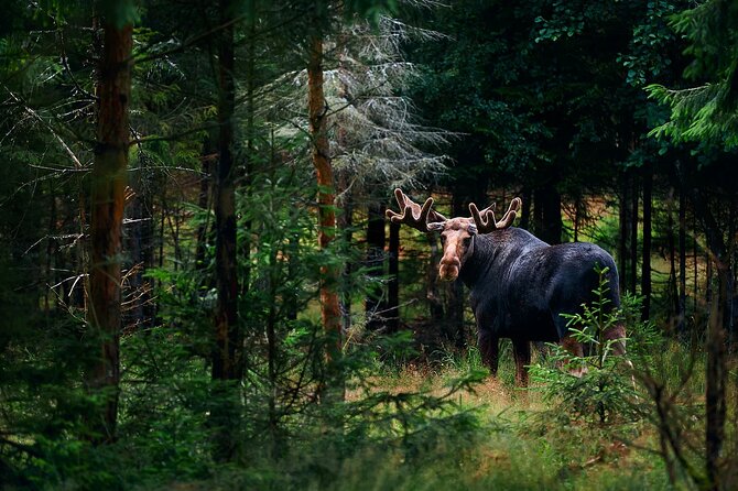 Small-Group Moose Wild Safari From Rovaniemi - Activity Details