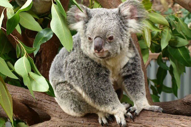 Small-Group Murray River Adventure - Paddle Steamer & Wildlife - Final Thoughts