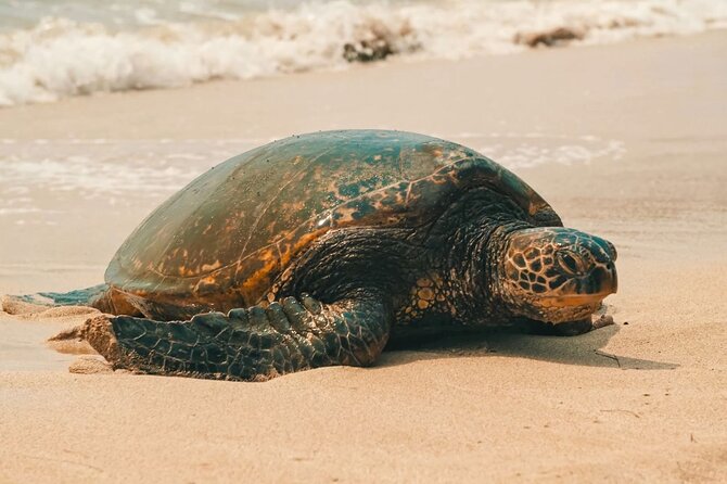 Small Group North Shore Circle Island Tour Oahu - Highlights of the North Shore Tour