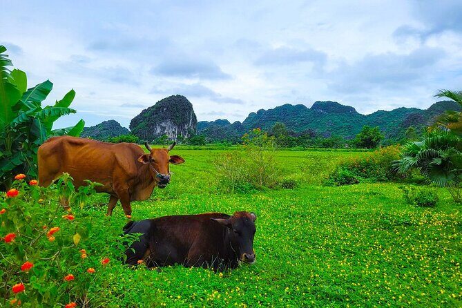 Small Group of 11 Discover Ninh Binh: Hoa Lu, Tam Coc, Mua Caves - Return Journey and Drop-off  