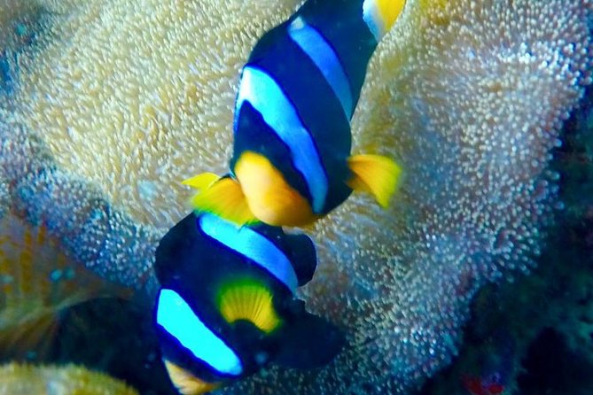 Small Group Only 20 People - Phi Phi & Bamboo Islands and Maya Bay With Lunch - Feedback on Phi Phi Islands and Maya Bay