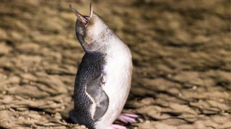 Small Group Philip Island Express Penguin & Wallaby Spoting - Tour Inclusions