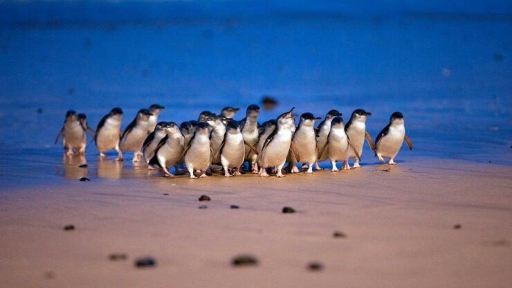 Small Group Philip Island Penguin Parade & Brighton Beach - Highlights