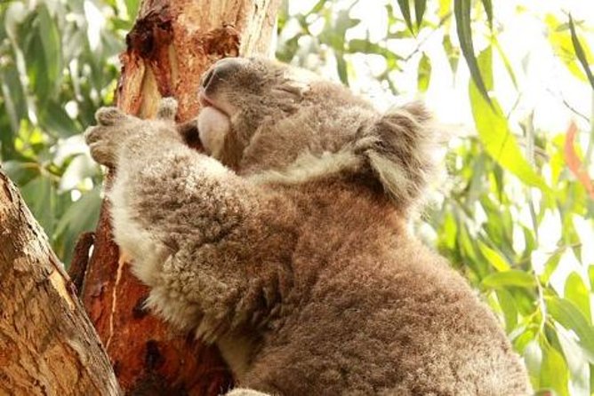 Small-Group Phillip Island Afternoon Day Trip From Melbourne - Tour Details and Logistics
