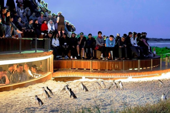 Small-Group Phillip Island Afternoon Day Trip From Melbourne - Reviews and Ratings