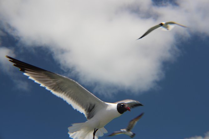 Small-Group Private Key West Tour With Expert Guide - Food and Dining Recommendations