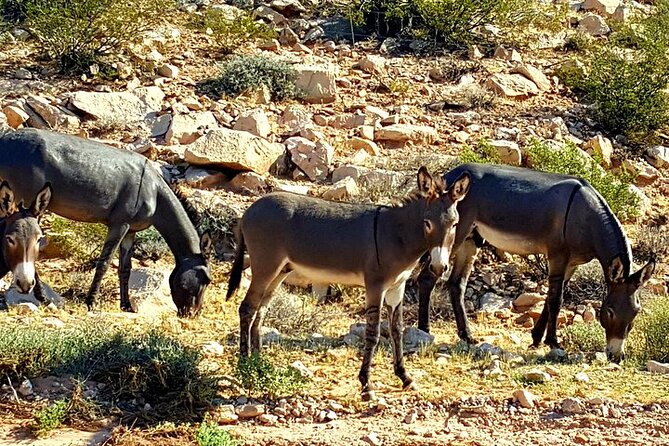 Small-Group Red Rock Canyon Tour - The Sum Up
