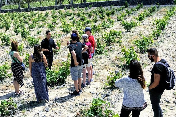 Small Group Santorini Winery Tour - Exploring the Winemaking Process at Each Estate