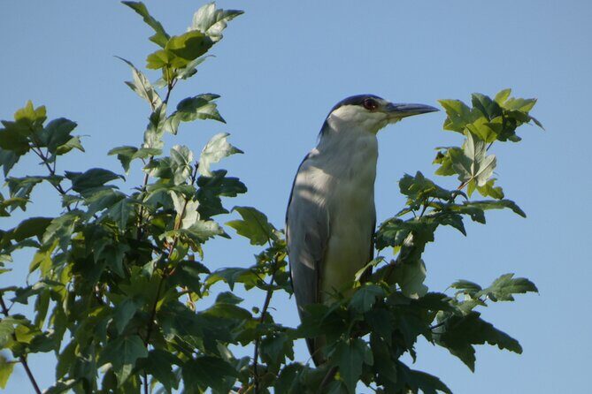 Small Group Scenic Wekiva River Kayak Tour near Orlando - Good To Know
