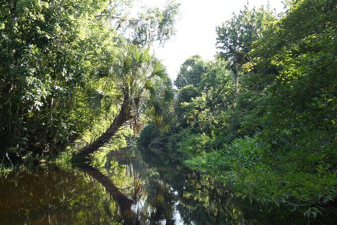 Small Group Scenic Wekiva River Kayak Tour near Orlando - Introduction: Why the Wekiva River Kayak Tour is Worth Considering