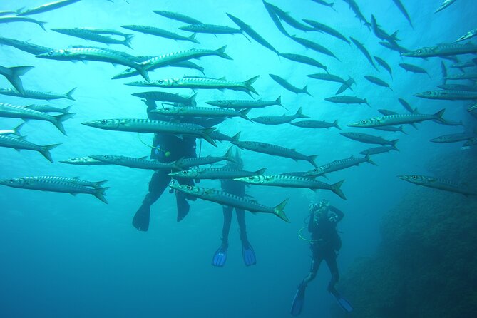 Small-Group Scuba Diving Eco Tour in the North of Menorca - The Sum Up