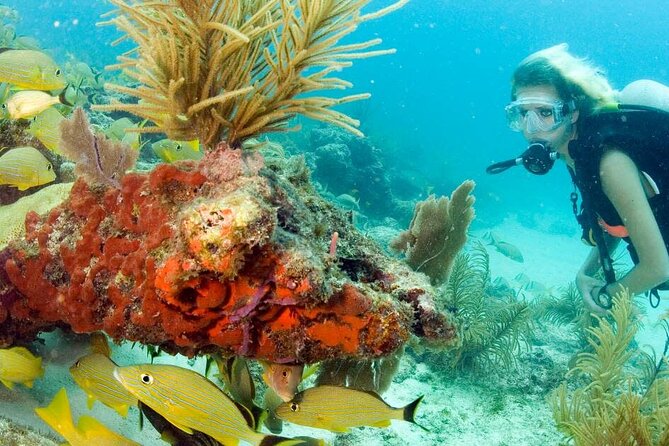 Small Group Scuba Diving Experience in Maiton Private Island - Common Questions