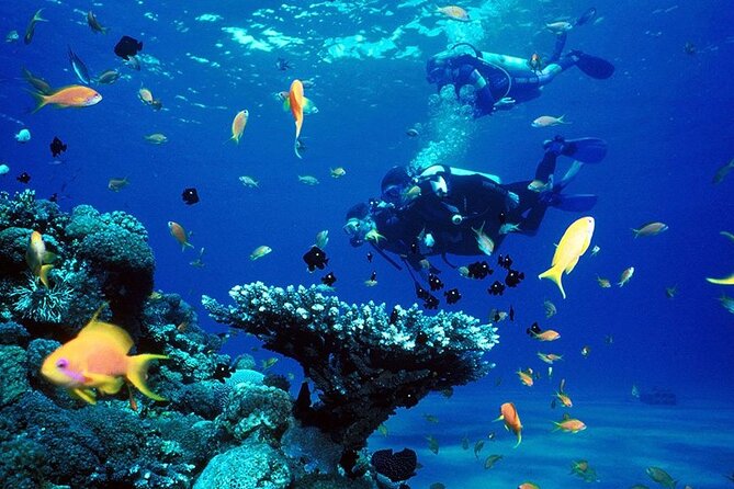 Small Group Scuba Diving Experience in Maiton Private Island - The Sum Up