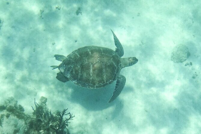 Small Group Semi Private Akumal and Cenote Snorkeling Tour - An In-Depth Look at the Tour Experience