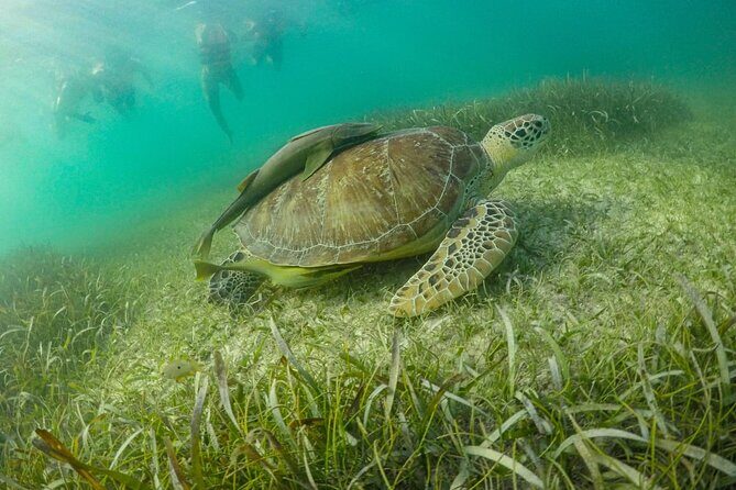 Small Group Semi Private Akumal and Cenote Snorkeling Tour - Final Thoughts: Who Is This Tour Perfect For?