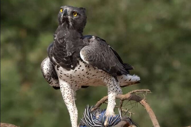 Small Group Serengeti and Ngorongoro Crater Adventure Safari - Included Meals and Amenities