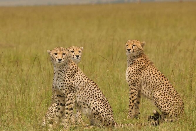 Small Group Serengeti and Ngorongoro Crater Adventure Safari - Booking Details and Price
