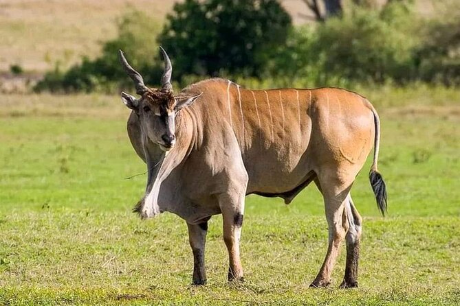 Small Group Serengeti and Ngorongoro Crater Adventure Safari - Reviews and Ratings