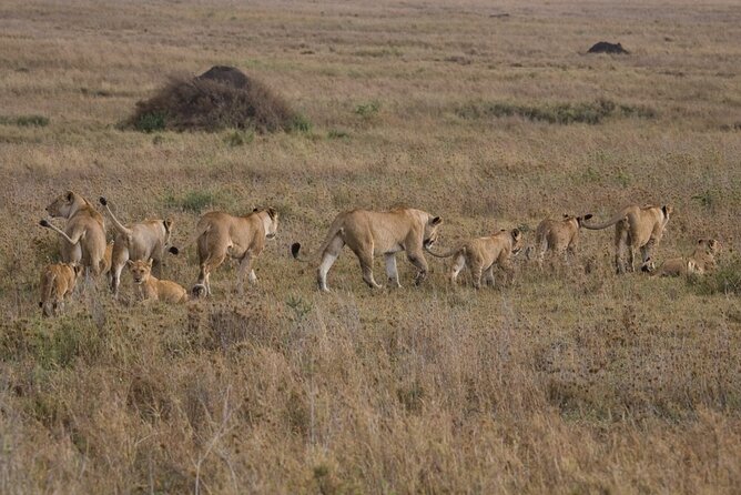 Small Group Serengeti and Ngorongoro Crater Adventure Safari - Pickup Information