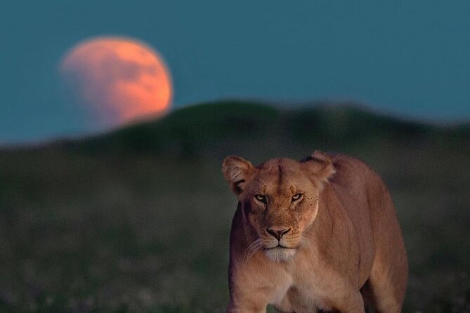 Small Group Serengeti and Ngorongoro Crater Adventure Safari - Safari Experience and Wildlife Viewing