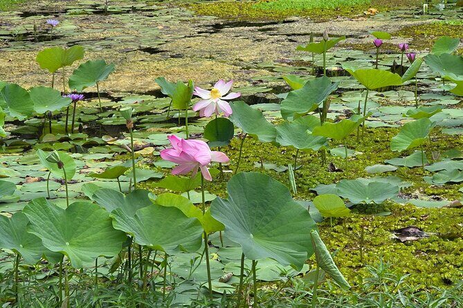 Small Group Shared Tahiti Circle Island Waterfalls and Views - FAQs