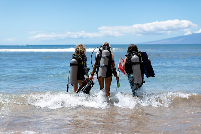 Small Group Shark and Turtle Dive for Certified Divers - Overview of the Experience