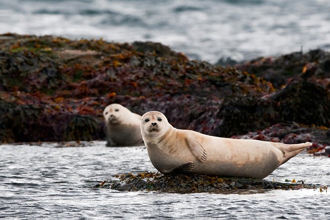 Small-Group Snaefellsnes National Park Day Trip From Reykjavik - Delicious Food