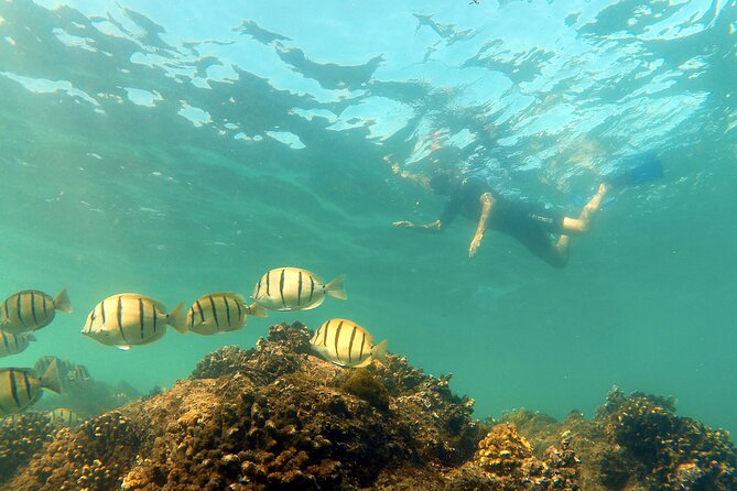 Small-Group Snorkel Adventure in San Jose Del Cabo - Important Considerations