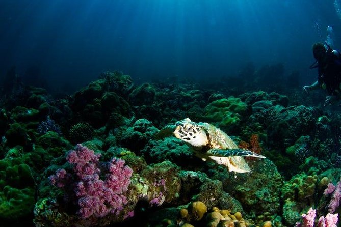 Small Group Snorkeling Expedition South Kona - The Sum Up