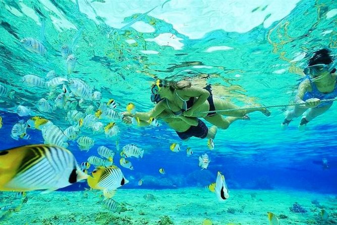 Small Group Snorkeling, Sharks & Rays Encounter At Punta Cana - Alternative Tour Options
