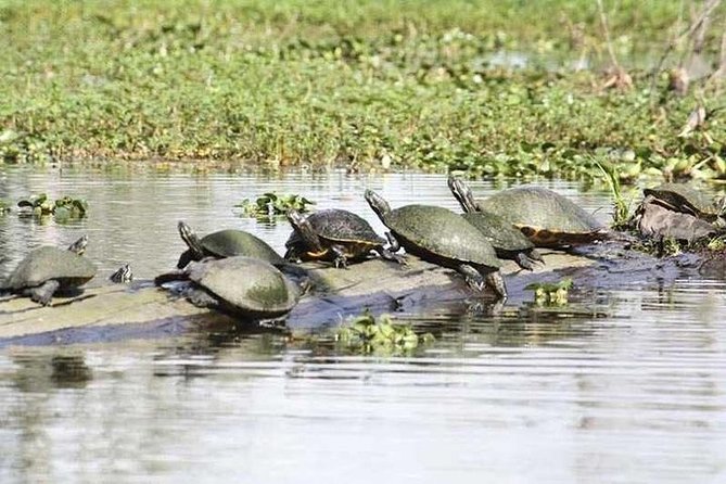 Small-Group Swamp Tour by Airboat With Downtown New Orleans Pickup - Common Questions