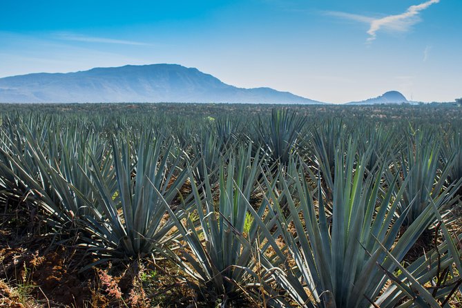 Small Group Tequila City Tour and Tasting From Guadalajara - Common Questions