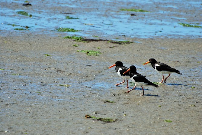 Small Group Tour Bird Watching in Unique Nature Reserve From Amsterdam - Tour Highlights