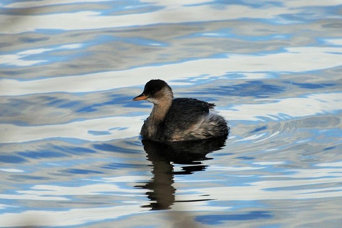 Small Group Tour Bird Watching in Unique Nature Reserve From Amsterdam - Tour Itinerary
